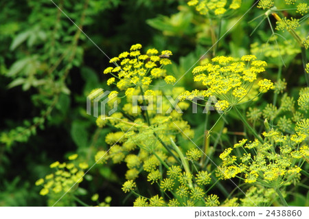 July Fennel · Seri 03 2438860