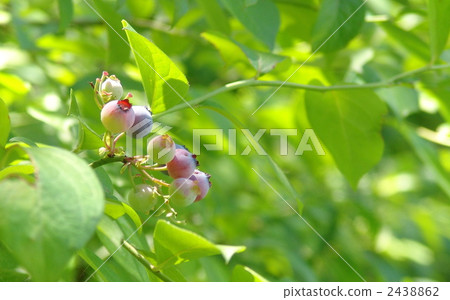 July real blueberry · azaleas 06 2438862