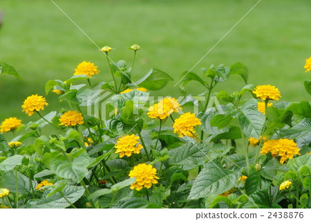 7月Lantana·Kumatsutsura家庭12 2438876