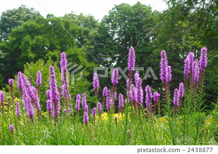 七月現實主義/菊科14金隅植物園 2438877