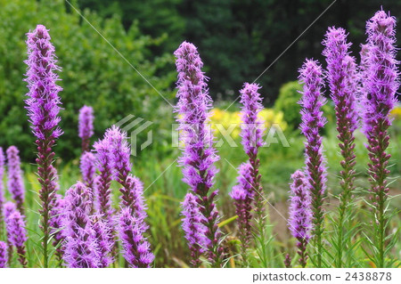 July Riotris · Asteraceae 15 Jinyu Botanic Gardens July Riotris · Asteraceae 15 Jinyu Botanic Gardens 2438878