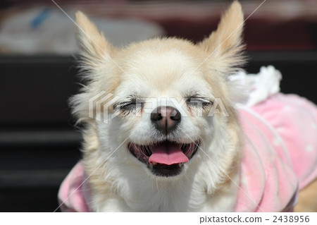 Laughing Chihuahuas 2438956