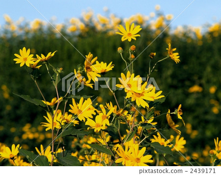 菊芋 菊芋 2439171