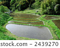terraced fields, paddy, footpath between rice fields 2439270