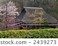 yamanaka, among the mountains, pine 2439273