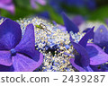 spider, hydrangea, bloom 2439287