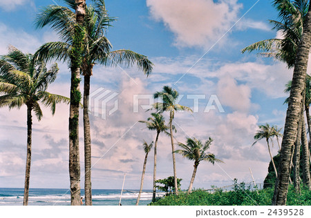 南方國家的植物 椰子樹 關島 2439528