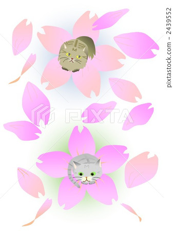 cat, pussy, animal 2439552