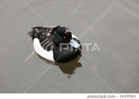 Kinko Hijiro (Tokyo · Ueno Shinobayashi) 2439565