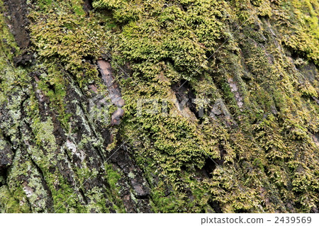 Moss steamed bark 2439569
