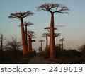 baobab, tree, wood 2439619