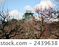 大阪城堡梅花樹林 大阪城 梅花 2439638