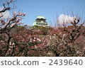 花園樹 大阪 大阪城遺跡 2439640