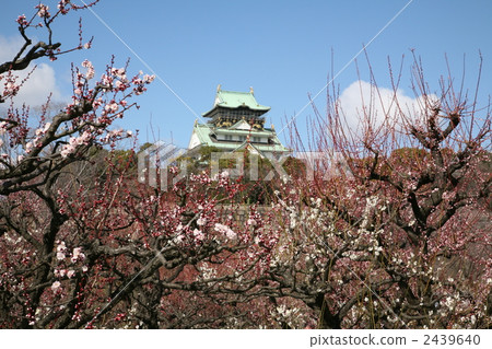 花園樹 大阪 大阪城遺跡 2439640