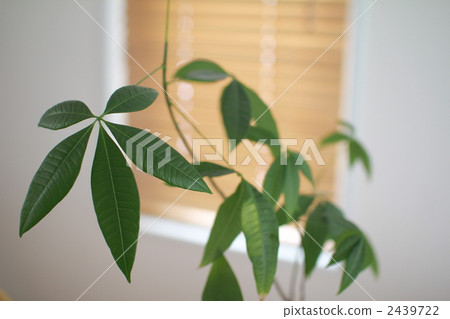 Pachira houseplant and wooden blinds Pachira houseplant and wooden blinds 2439722
