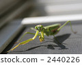mantis, a mantis, praying manti 2440226
