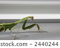 mantis, a mantis, praying mantis 2440244