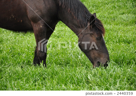 Horse Horse 2440359