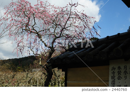 Meishin-ji Temple花園2 Meishin-ji Temple花園2 2440760