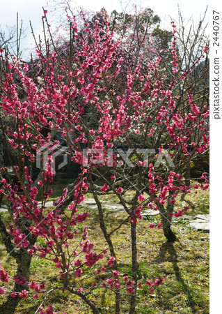 Meishin-ji Temple plum garden 5 2440767