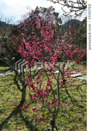 Meishin-ji Temple plum garden 6 Meishin-ji Temple plum garden 6 2440768