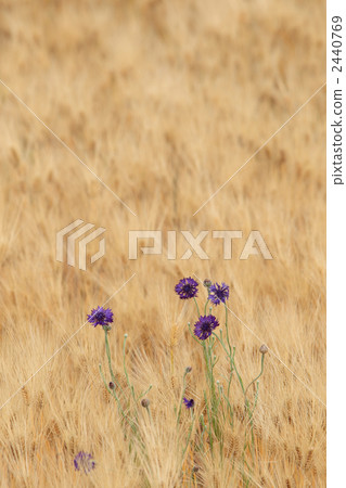 玉米花 矢車草 花朵 2440769
