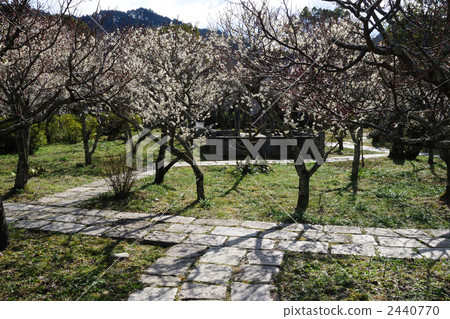 Plum garden 7 of the recommendation temple 2440770