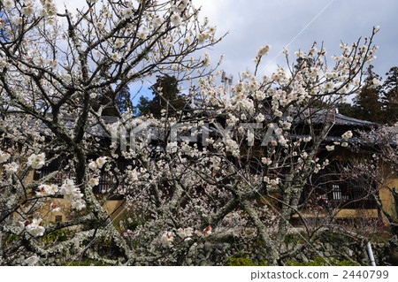 Meishin-ji Temple plum garden 22 Meishin-ji Temple plum garden 22 2440799