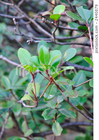 樹·Sharimbai(薔薇科) 樹·Sharimbai(薔薇科) 2440879