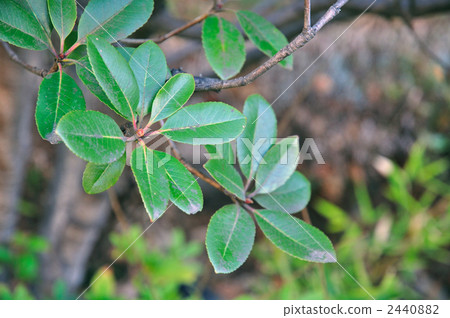 樹·Sharimbai（薔薇科） 2440882