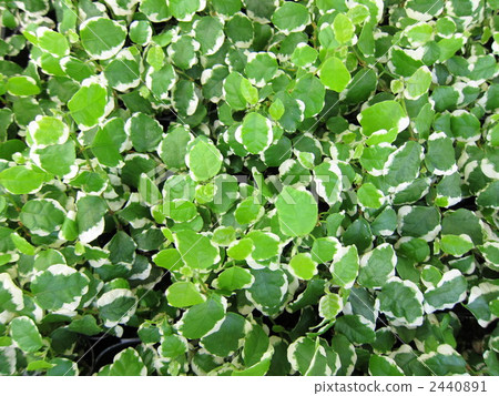 榕Pumila 榕Pumila 2440891