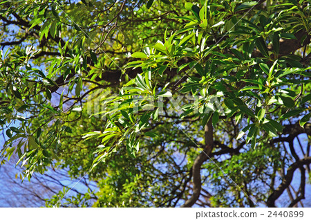 Tree · Tunaki (Camphoraceae) Tree · Tunaki (Camphoraceae) 2440899