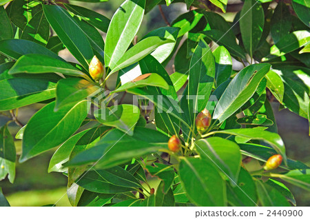 Tree · Tunaki (Camphoraceae) 2440900