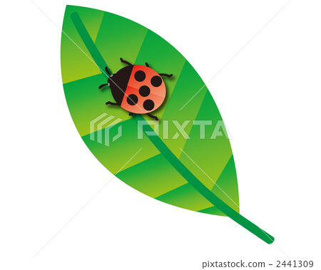 昆蟲 葉子 葉 2441309