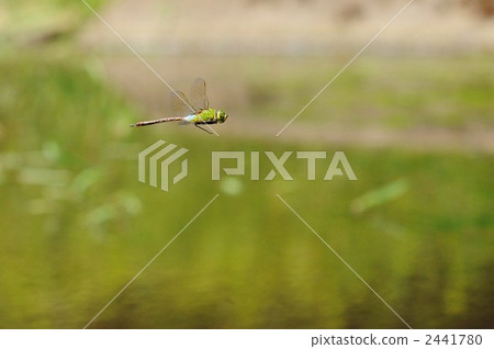 Ginyangma在水邊 2441780