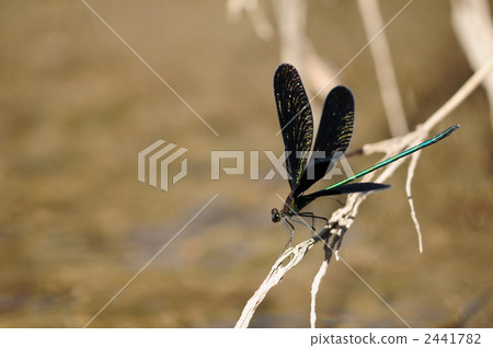 打開翅膀打開翅膀 2441782