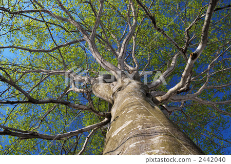 broadleaf tree, beeches, japanese beech 2442040