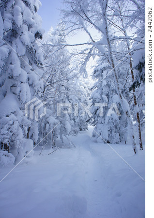 snowy road, snow scene, Winter landscape 2442062