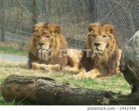 Lion male 2 2442349