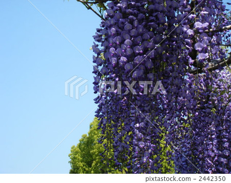 bloom, blossom, blossoms 2442350