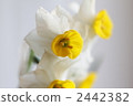 水仙花 2442382