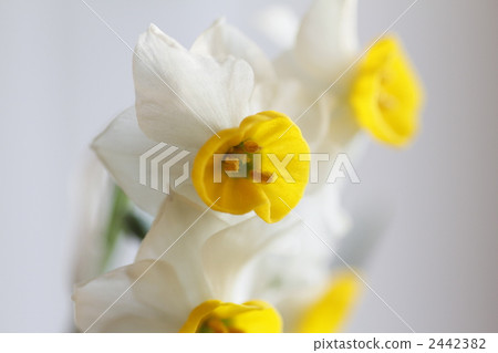 水仙花 水仙花 2442382