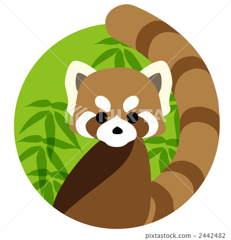 Lesser panda - Stock Illustration [2442482] - PIXTA