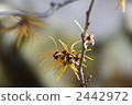 witch hazel, bloom, blossom 2442972