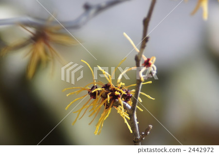 witch hazel, bloom, blossom 2442972