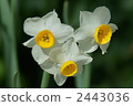 daffodil, narcissus, daffodils 2443036