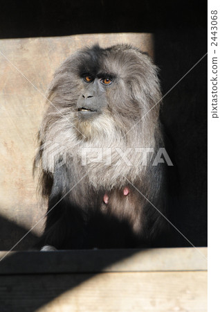 White-tailed monkey 2443068
