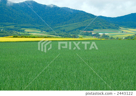 Earth of Hokkaido 2443122