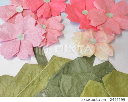 櫻桃樹植物 2443399