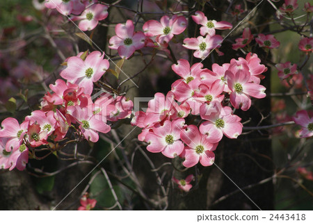 紅山茱萸 2443418